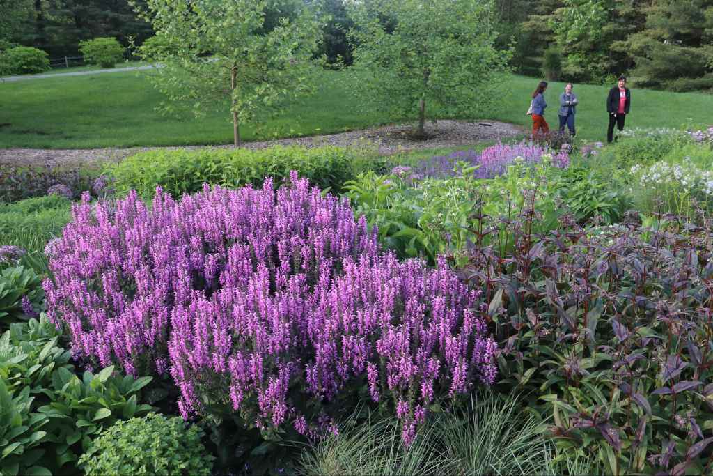 pycnanthemum-mticum-with-alvia-back-to-the-fuchsia-perennial-garden.jpg