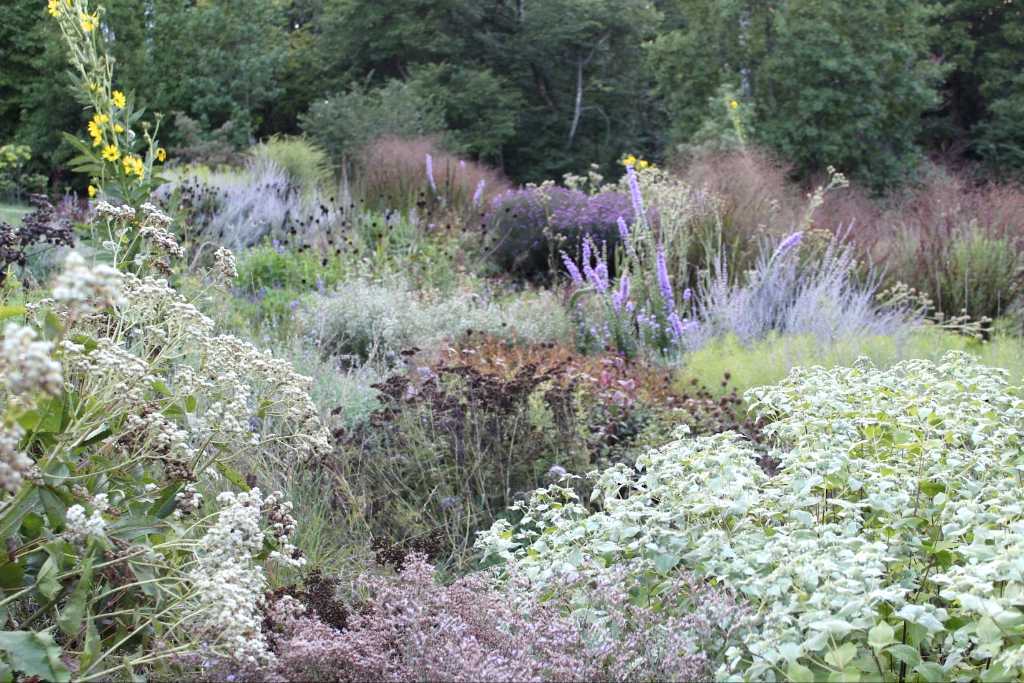 pycnanthemum-muticum-01-1-naturalistic-garden-design-by-andrew-marrs.jpg