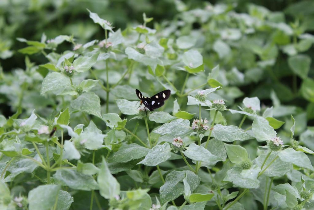 pycnanthemum-muticum-06-1-top-pollinator-plants.jpg