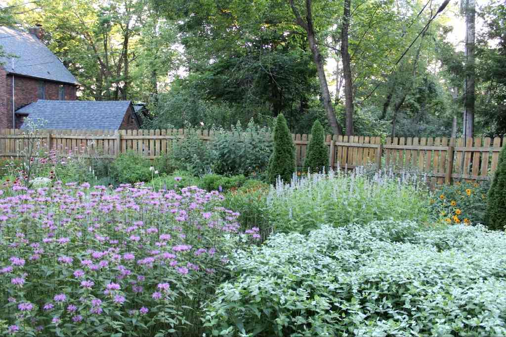 pycnanthemum-muticum-07-1-naturalistic-garden.jpg