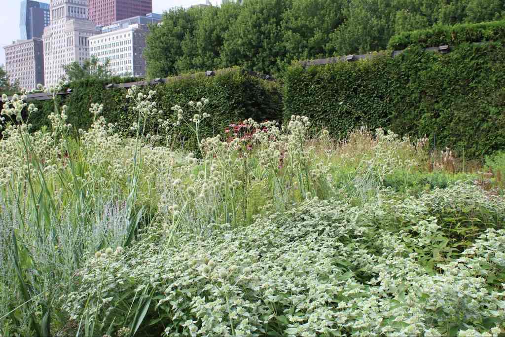 pycnanthemum-muticum-at-lurie-garden-piet-oudolf-1-.jpg