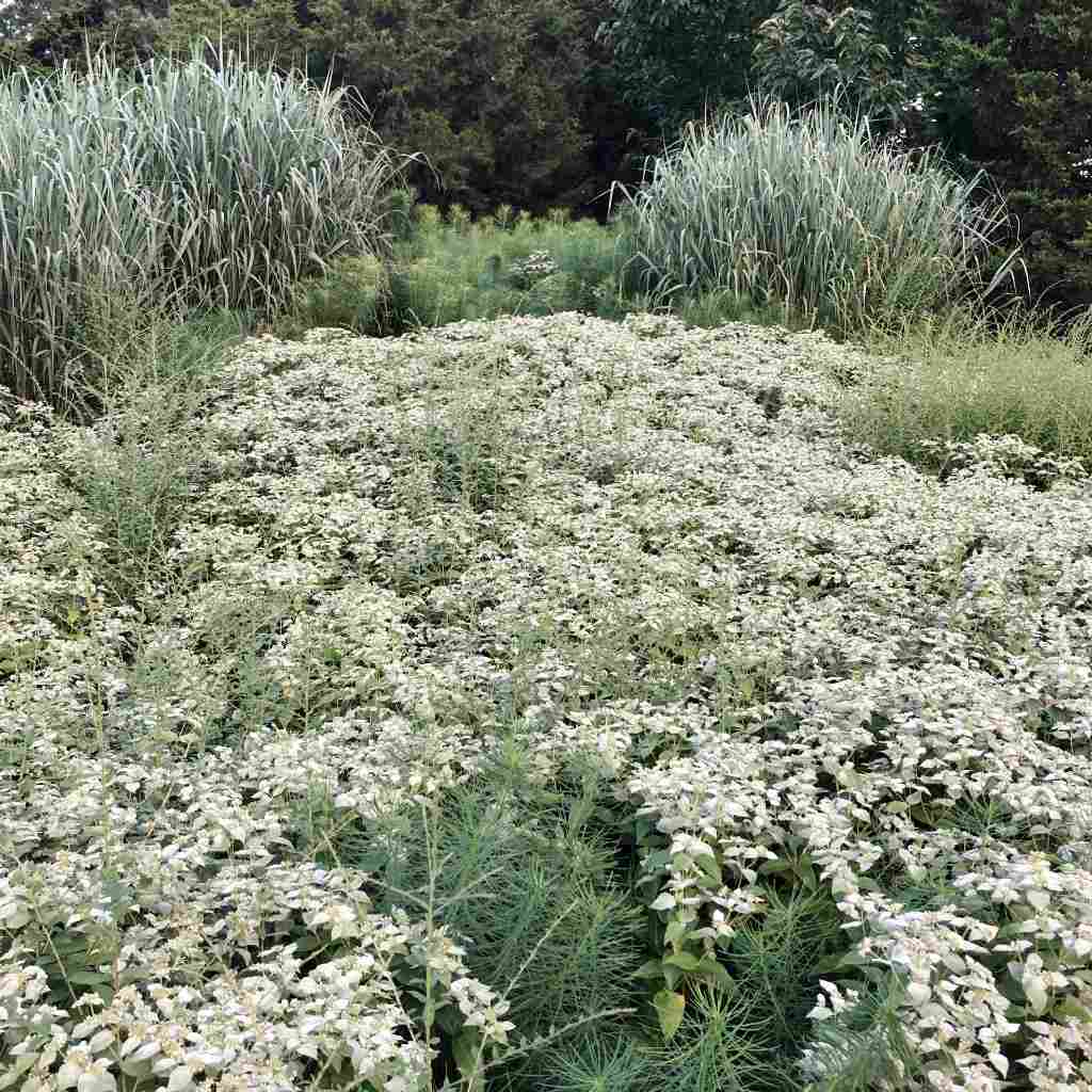 pycnanthemum-muticum-chanticleer-perennial-of-the-year-2025-01-1-.jpg