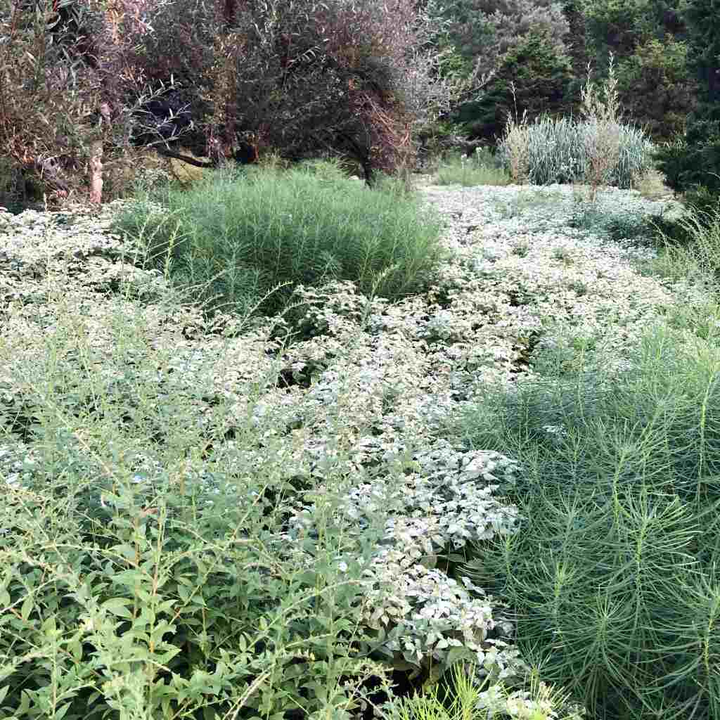 pycnanthemum-muticum-chanticleer-perennial-of-the-year-2025-02-1-.jpg