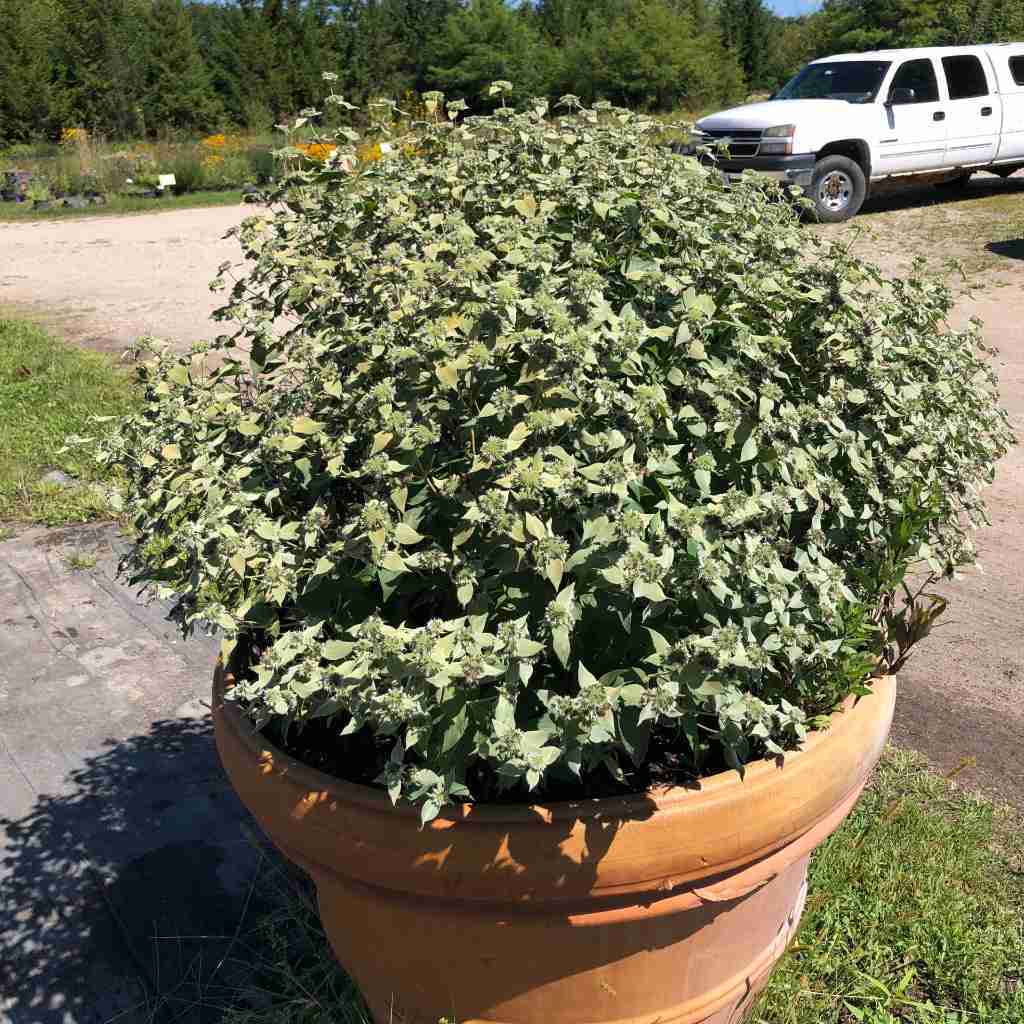 pycnanthemum-muticum-in-large-container-1-.jpg