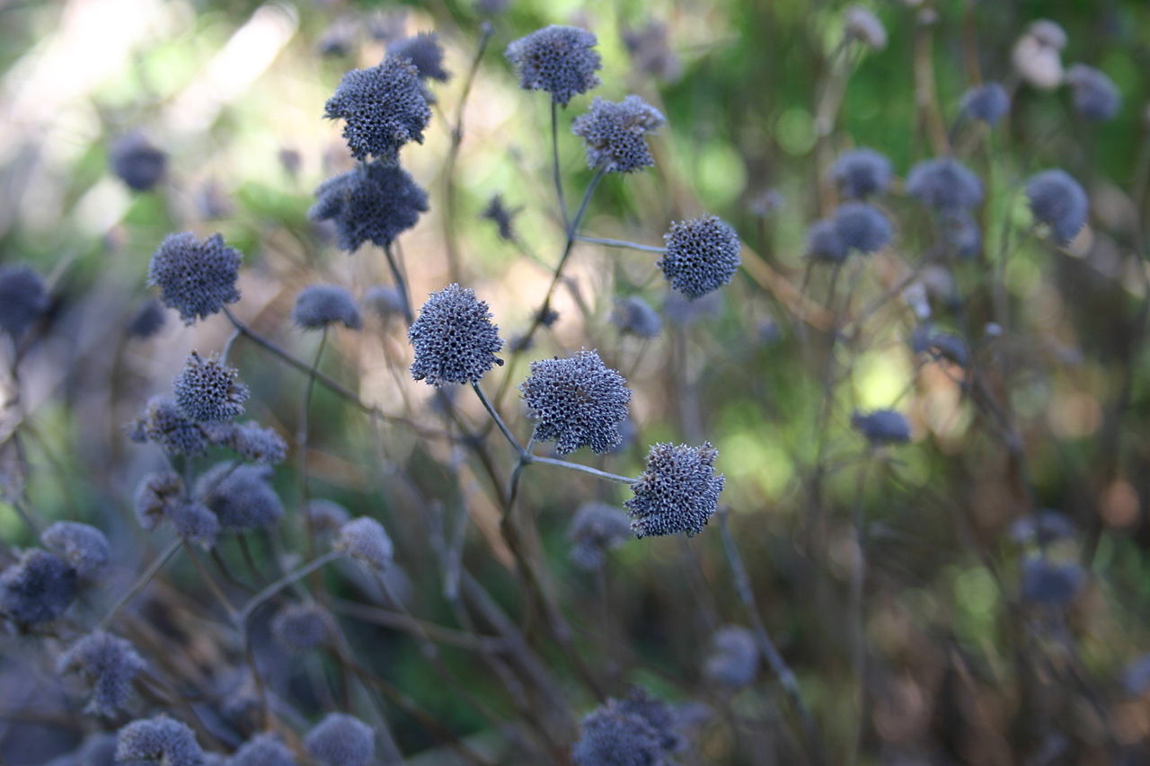 pycnanthemum-muticum-spend-seed-heads-001.jpg